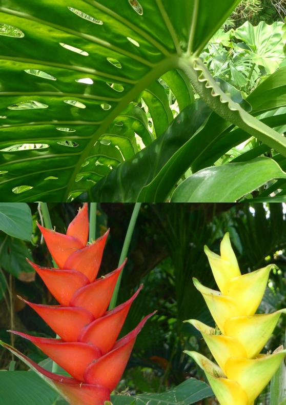 haut: Feuille de Monstera, bas: fleurs de Balisier