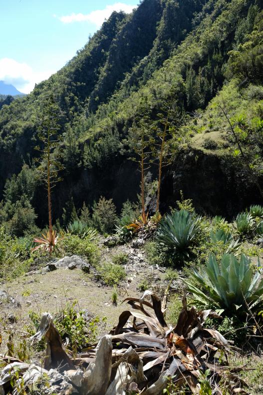 nature