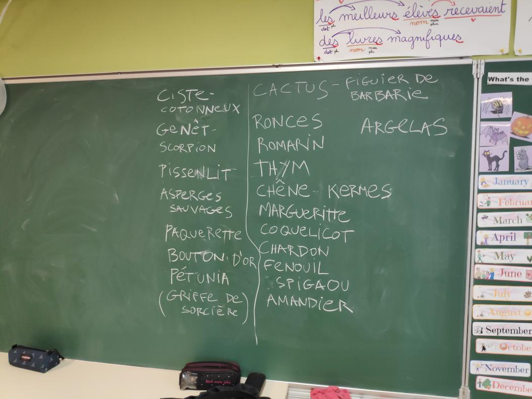 liste des plantes de la région