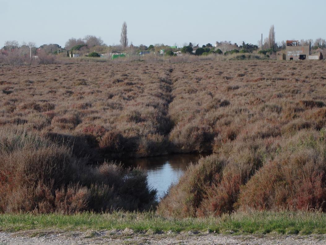 Sansouïres