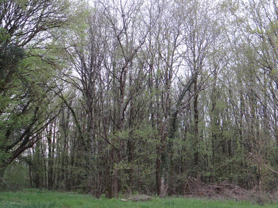 D'autres bois