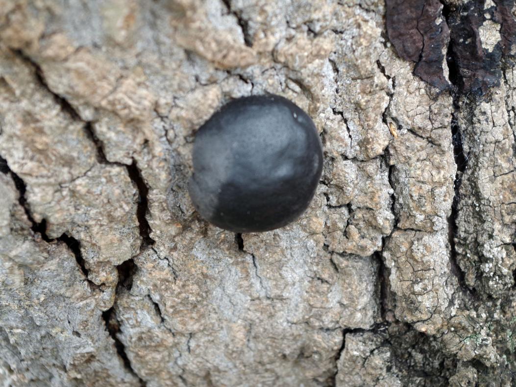 Nodule noir
