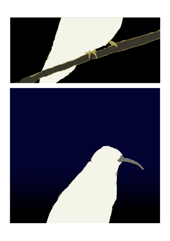 colibri