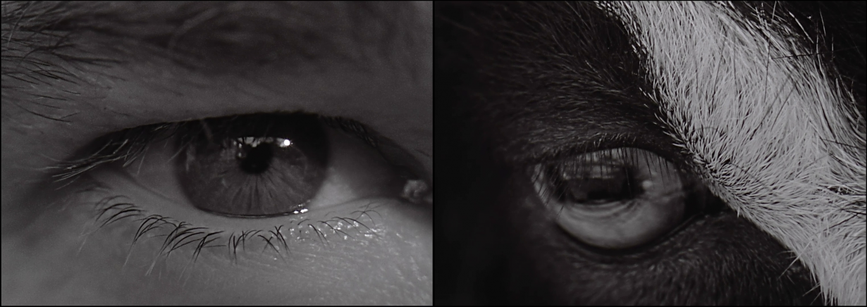 L'animal et l'homme ou l'homme est animal?