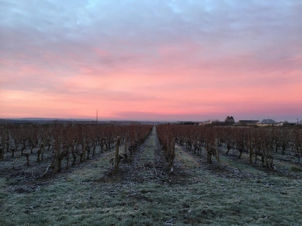 C'est le jour des vignes 