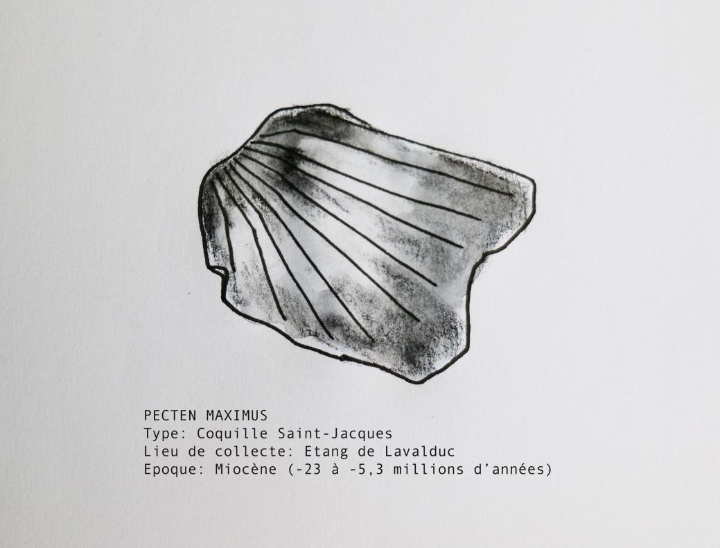 Dessin de pecten maximus