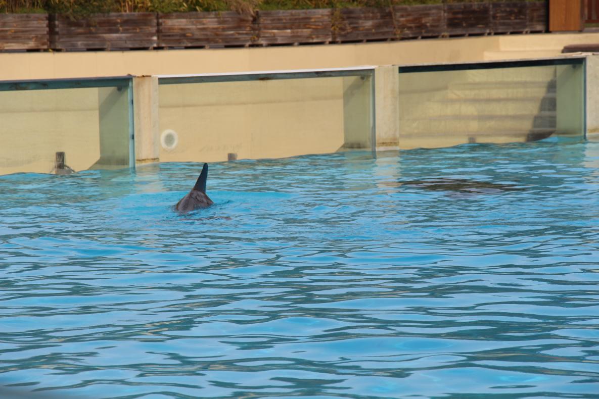 dauphins