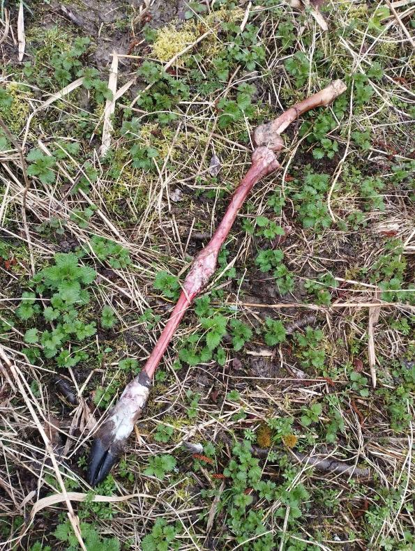 Os dépecé par des chasseurs, Dampierre-lès-Conflans, Haute-Saône