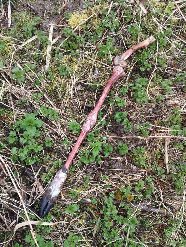 Os dépecé par des chasseurs, Dampierre-lès-Conflans, Haute-Saône