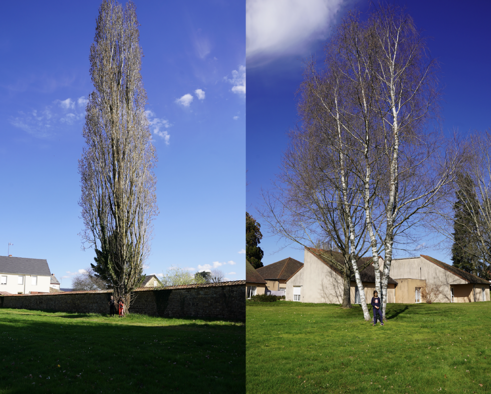Portait des enfants avec leurs arbres, deuxième jour.