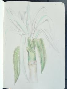 étude de la flore guadeloupéenne