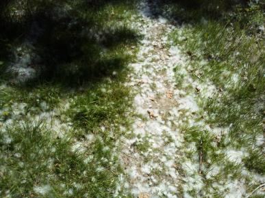 neige 