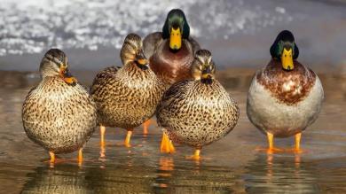 la voix du nord, article sur la disparition des canards de la Sambre, août 2018