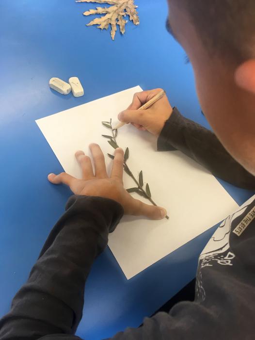Les enfants dessinent les contours des plantes