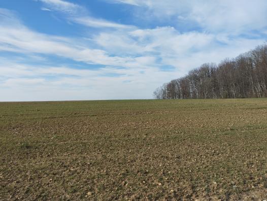 Champ à l'orée de la forêt de Recologne-lès-Rioz