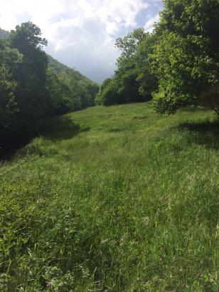 Le ruisseau