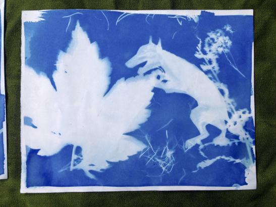 Cyanotypes "La Bête du Gevaudan" réalisés par les élèves de l'école primaire de Villefort et les 6ème du Collège