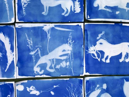 Cyanotypes "La Bête du Gevaudan" réalisés par les élèves de l'école primaire de Villefort et les 6ème du Collège