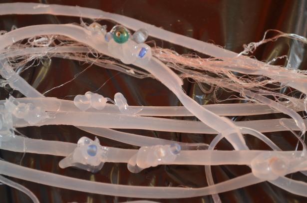 Visites de l’atelier : l’évolution des méduses immortelles