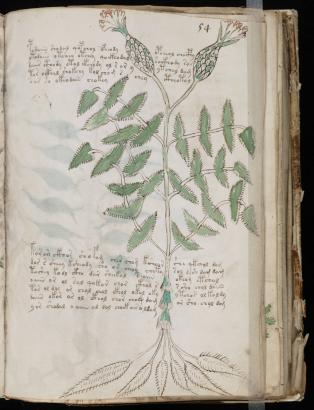 Manuscrit de Voynich