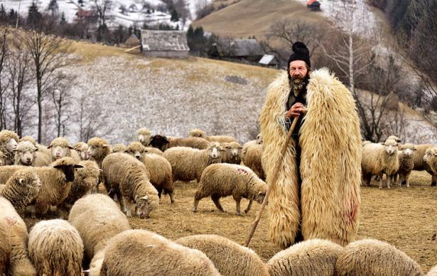 Berger de Transilvanie portant une cape de laine.