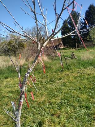 Arbre à fils et à mots de Salomé, son frère et sa sœur 