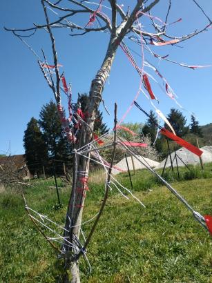 Arbre à fils et à mots de Salomé, son frère et sa sœur 