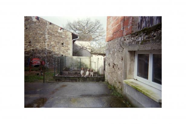 Photographie d'Aline - Ses chiens de chasse, dans la cour.