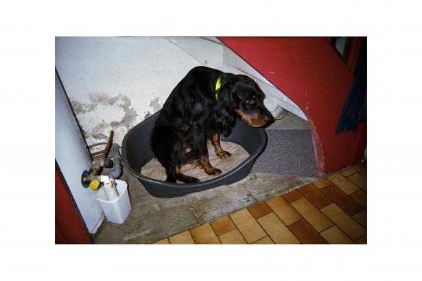 Photographie de Liam - Portrait de son chien, dans le salon.