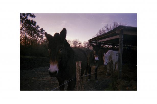 Photographie de Manoah (ancien CM2) - Les animaux de la ferme, au matin.