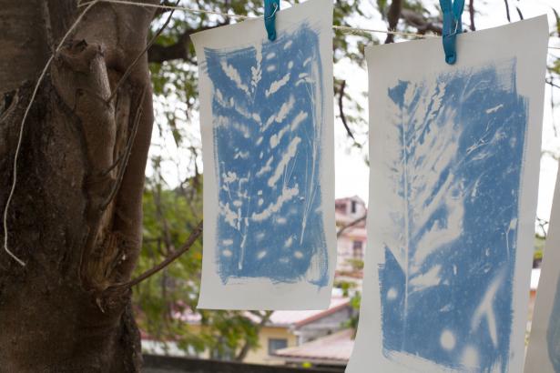 les cyanotypes en train de sécher