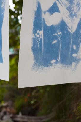 les cyanotypes en train de sécher