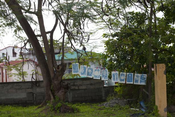 les cyanotypes en train de sécher