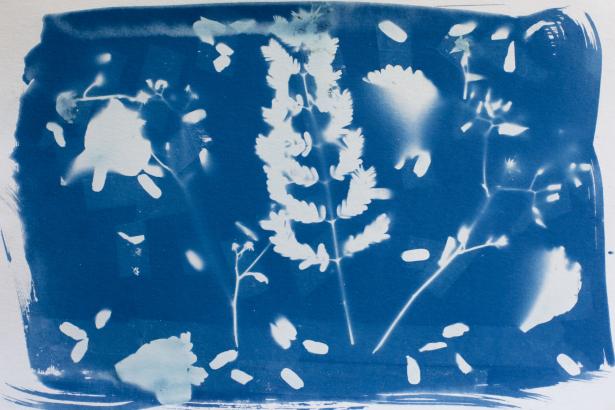 les cyanotypes en train de sécher