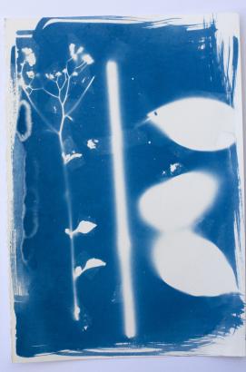les cyanotypes en train de sécher