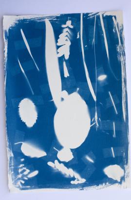 les cyanotypes en train de sécher