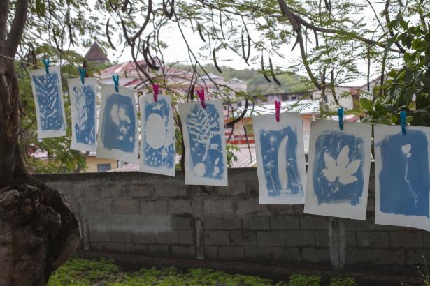 les cyanotypes en train de sécher