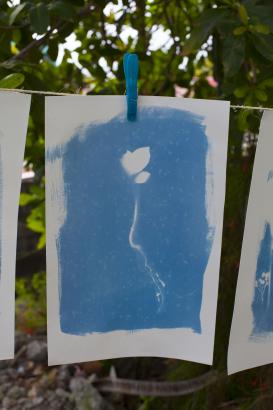 les cyanotypes en train de sécher