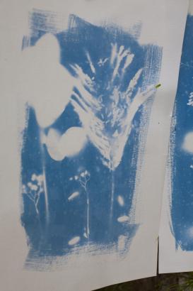 les cyanotypes en train de sécher