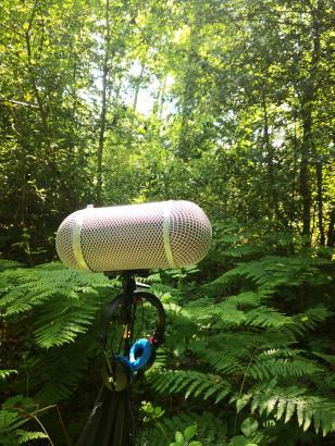 Field recording au Bois de la Mousse