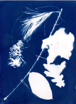 Cyanotype révélé