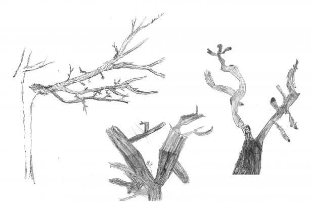 Dessins arbres