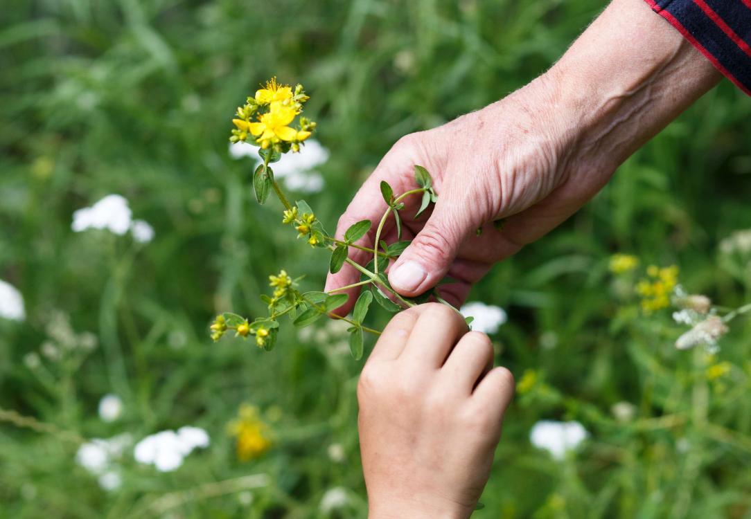 Journées des herbes #1, crédit photo Salim Santa Lucia 