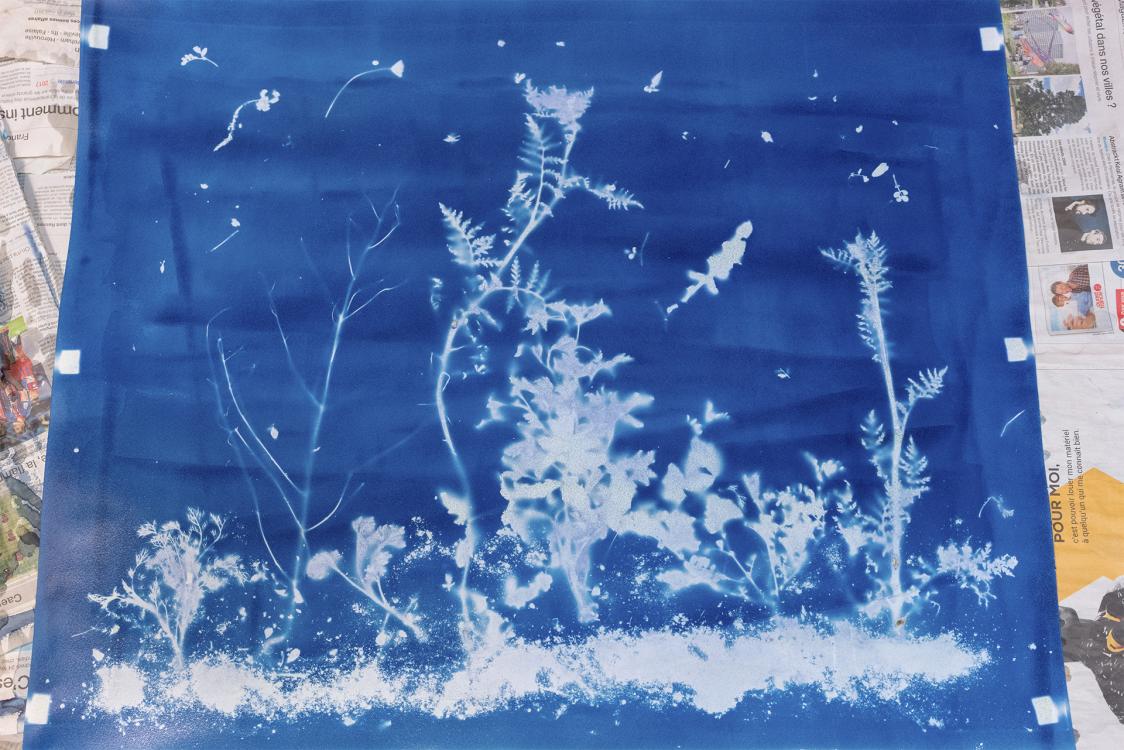 cyanotype atelier herbier 01