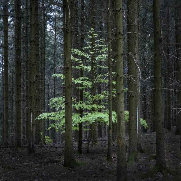 Forêt Métropolitaine