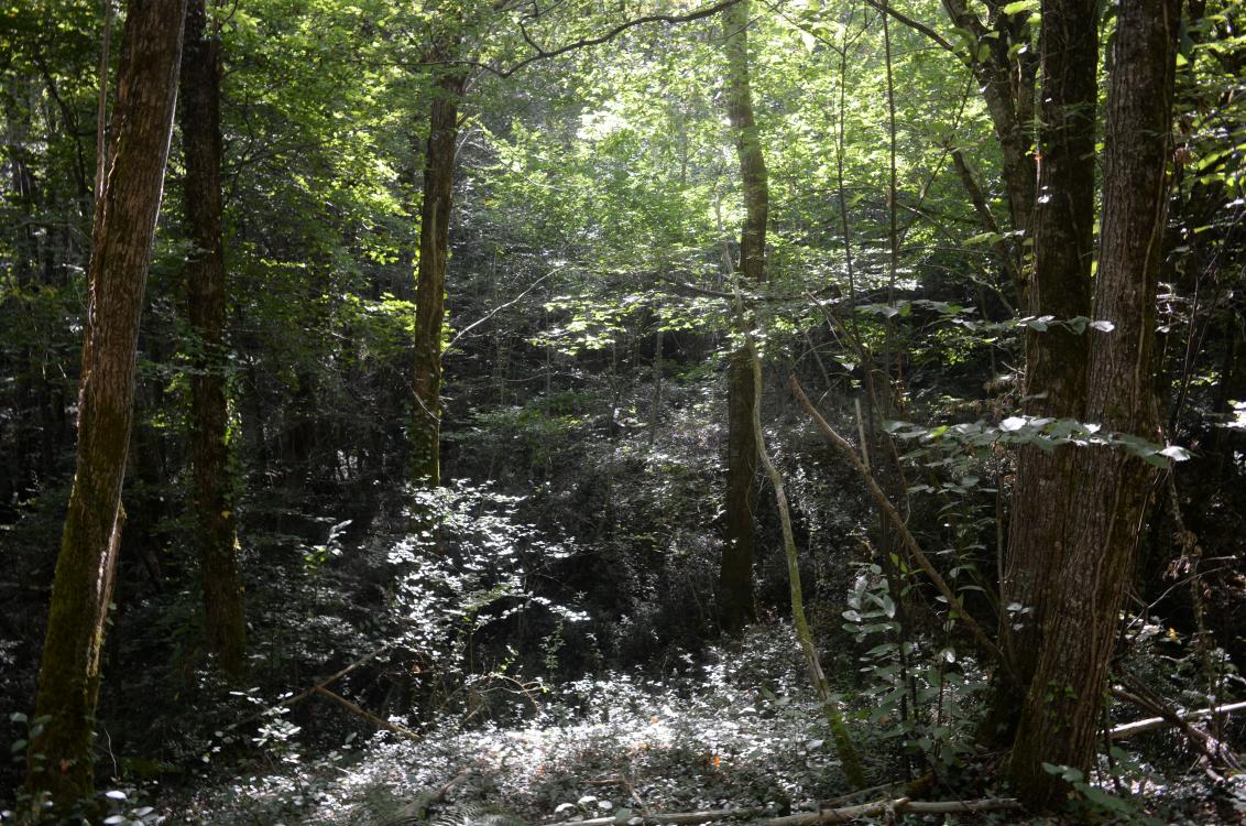 Cycle de balades en forêt autour de l’arbre