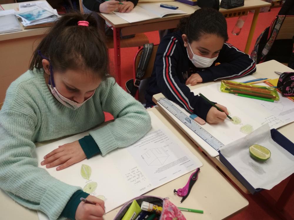 Dessiner en plan, coupe et élévation un fruit 