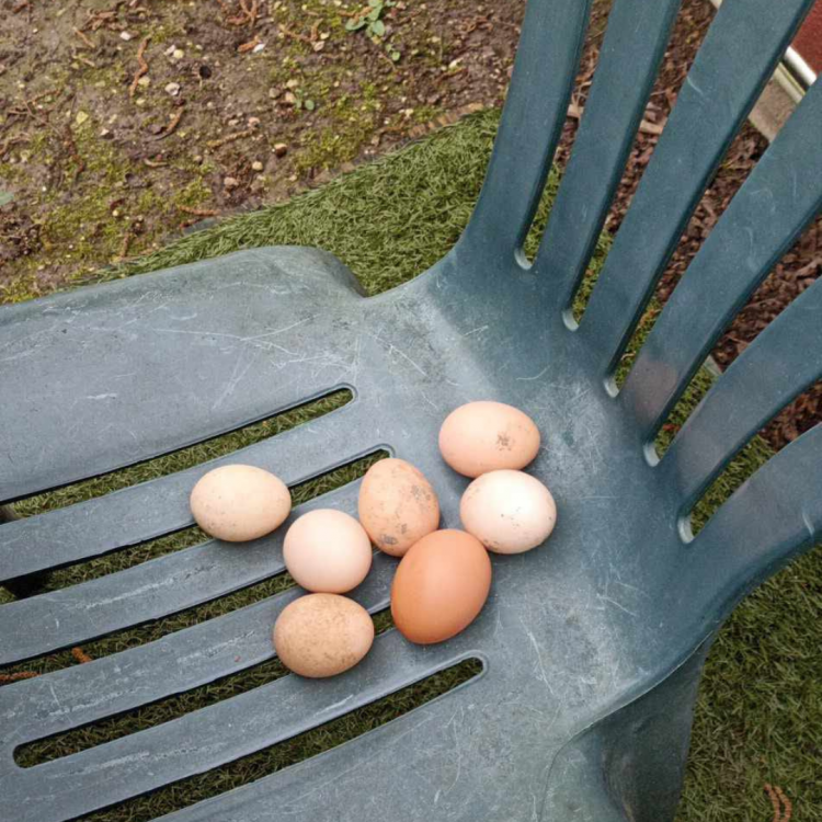 Les oeufs frais