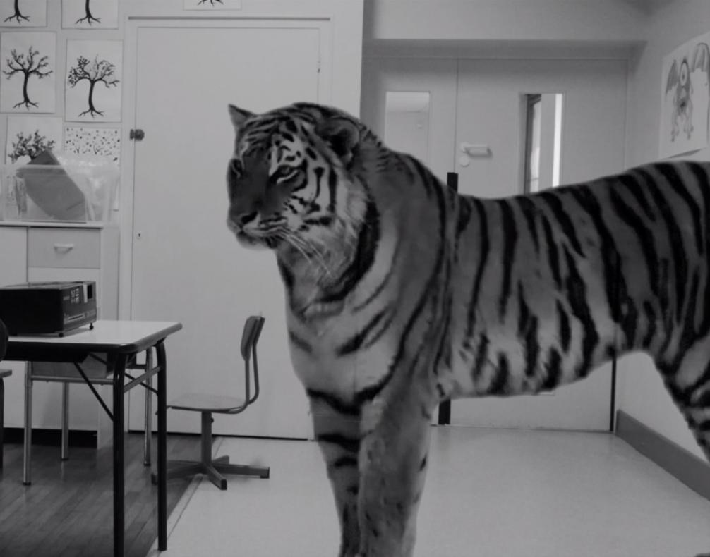 Un tigre dans la classe