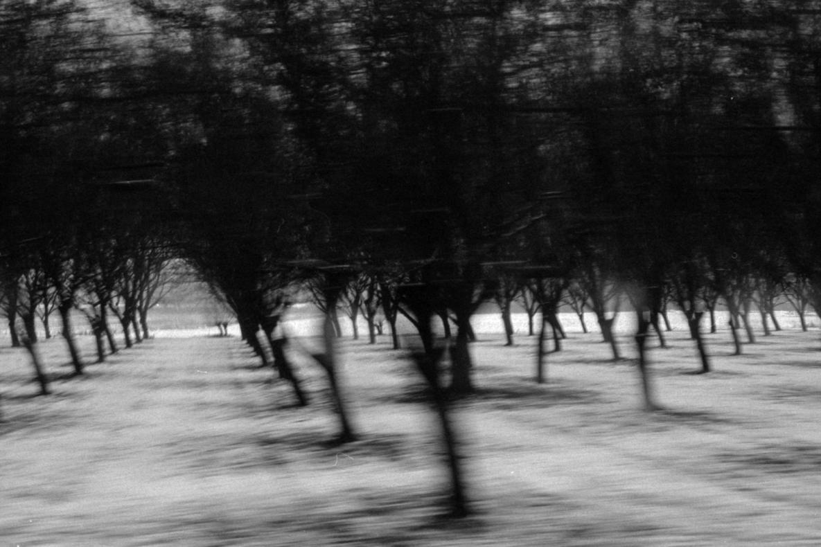 arbres en mouvement